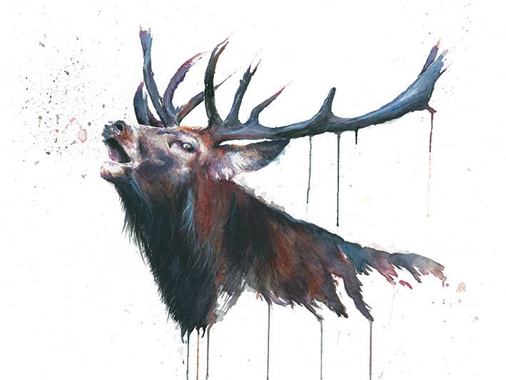 Sarah Stokes (Roar) WDC92544: 30 x 40cm, Canvas Small